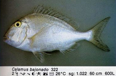 Calamus bajonado